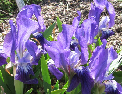 Iris lutescens 